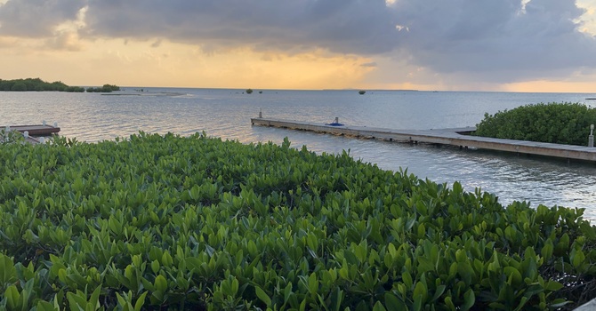 Erectile Dysfunction Therapy