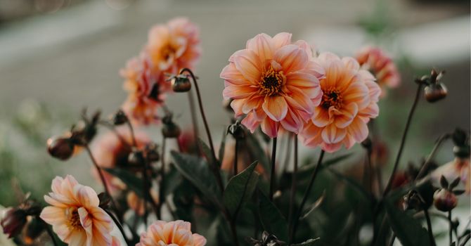 Anti-Aging/Longevity Therapy