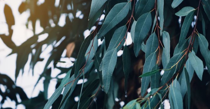 Growth Hormone Optimization